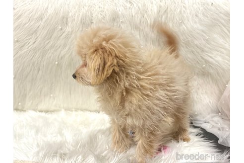 成約済の栃木県のポメプー:ポメラニアン×トイプードル-339475の6枚目
