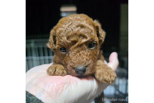成約済の岡山県のトイプードル-361042の9枚目