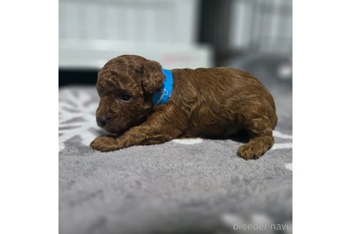 成約済の岡山県のトイプードル-361042の5枚目