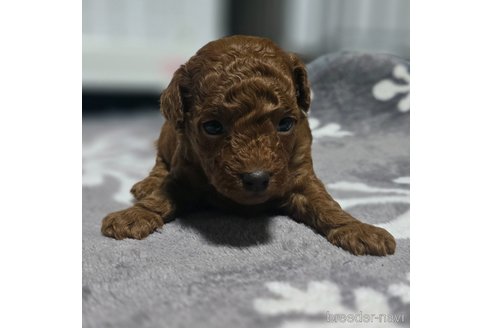 成約済の岡山県のトイプードル-361042の6枚目