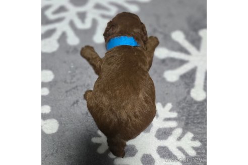 成約済の岡山県のトイプードル-361042の7枚目