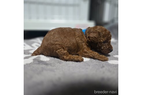 成約済の岡山県のトイプードル-361042の8枚目