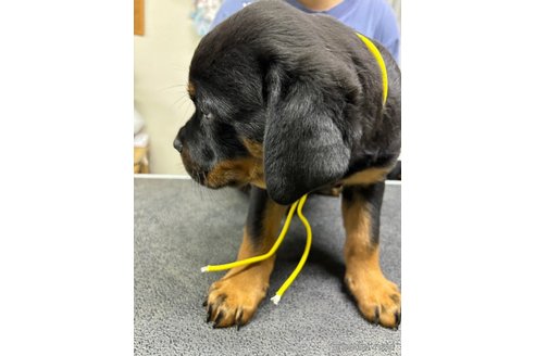 成約済の栃木県のロットワイラー-361052の8枚目
