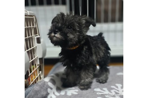 成約済の岡山県のミニチュアシュナウザー-351745の9枚目