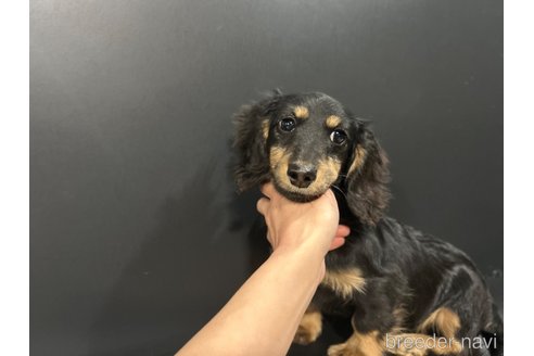成約済の栃木県のミニチュアダックスフンド(ロングヘアード)-339717の9枚目