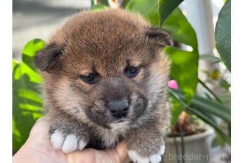 販売中の岡山県の柴犬-361077の9枚目