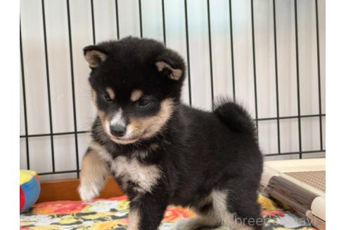 成約済の岡山県の豆柴-361078の4枚目