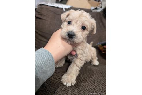 成約済の大阪府のミックス犬-361088の1枚目