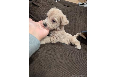 成約済の大阪府のミックス犬-361088の2枚目