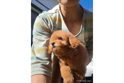 成約済の群馬県のタイニープードル-358175の27枚目