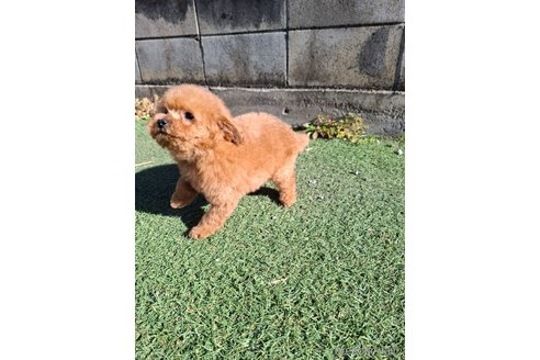 成約済の群馬県のタイニープードル-358175の26枚目