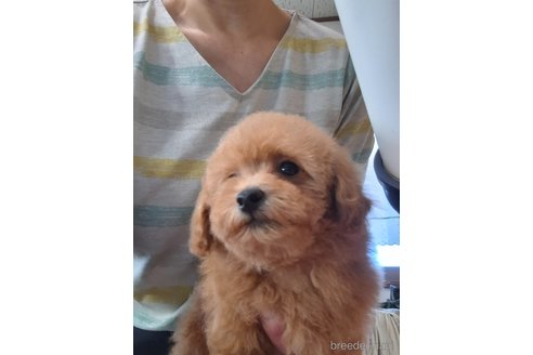 成約済の群馬県のタイニープードル-358175の25枚目