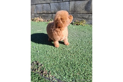 成約済の群馬県のタイニープードル-358175の23枚目