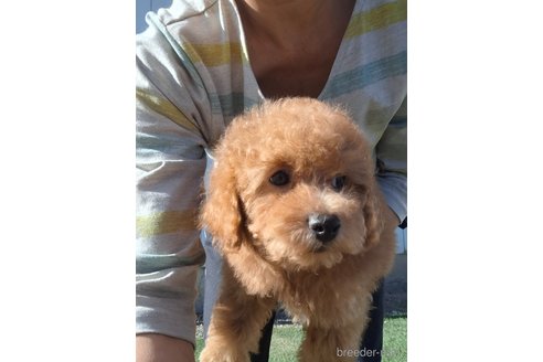 成約済の群馬県のトイプードル-358147の23枚目