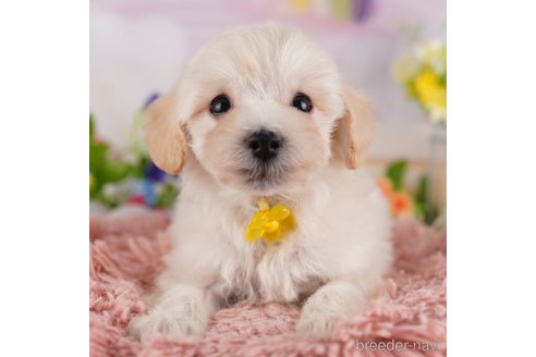 成約済の千葉県のミックス犬-361188の1枚目