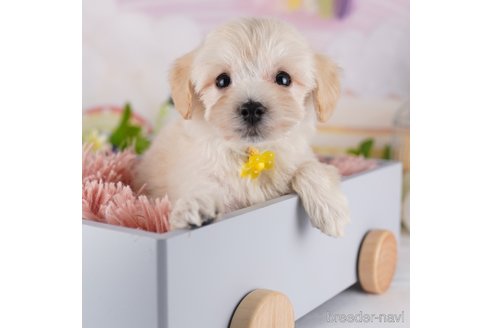 成約済の千葉県のミックス犬-361188の6枚目