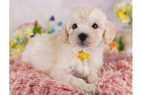 成約済の千葉県のミックス犬-361188の7枚目