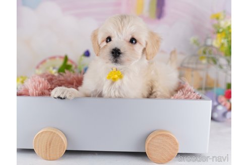 成約済の千葉県のミックス犬-361188の3枚目