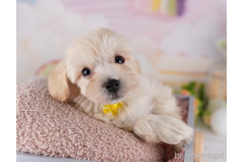 成約済の千葉県のミックス犬-361188の4枚目