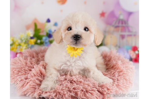成約済の千葉県のミックス犬-361187の6枚目