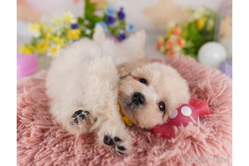 成約済の千葉県のミックス犬-361187の4枚目