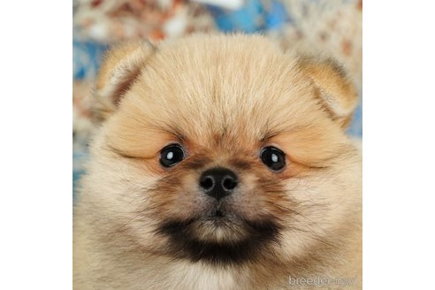 成約済の千葉県のポメラニアン-361167の1枚目