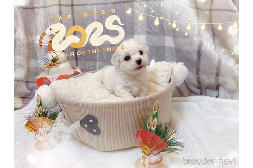 成約済の千葉県のビションフリーゼ-361096の3枚目