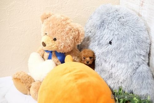 成約済の滋賀県のトイプードル-361100の4枚目