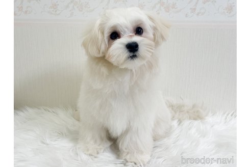 成約済の神奈川県のマルプー:マルチーズ×トイプードル-339739の5枚目