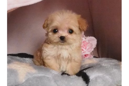 成約済の岡山県のミックス犬-361131の3枚目