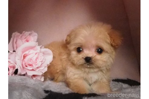 成約済の岡山県のミックス犬-361131の2枚目