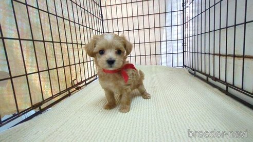 成約済の茨城県のマルプー:マルチーズ×トイプードル-358689の3枚目