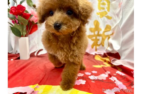 成約済の栃木県のトイプードル-353195の10枚目