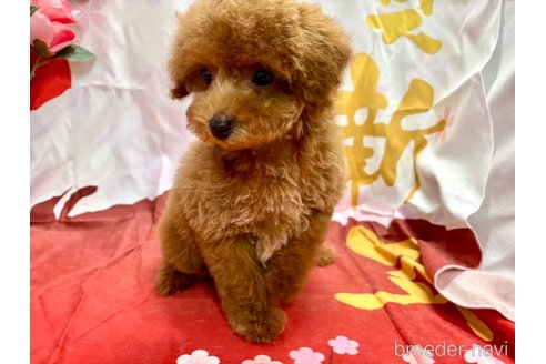 成約済の栃木県のトイプードル-353195の2枚目