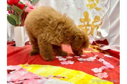 成約済の栃木県のトイプードル-353195の4枚目