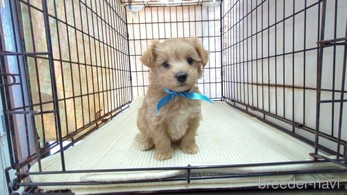 成約済の茨城県のマルプー:マルチーズ×トイプードル-358692の1枚目
