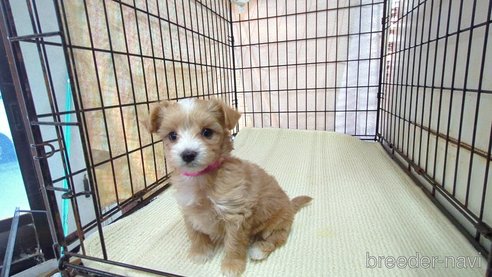 成約済の茨城県のマルプー:マルチーズ×トイプードル-358691の1枚目