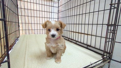 成約済の茨城県のマルプー:マルチーズ×トイプードル-358691の6枚目