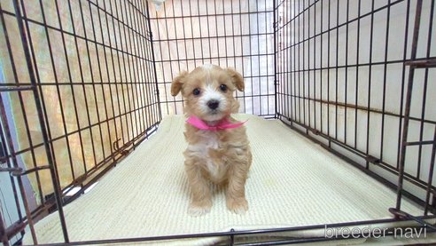 成約済の茨城県のマルプー:マルチーズ×トイプードル-358691の5枚目