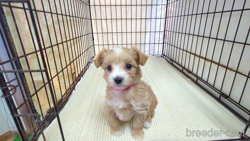 成約済の茨城県のマルプー:マルチーズ×トイプードル-358691の3枚目