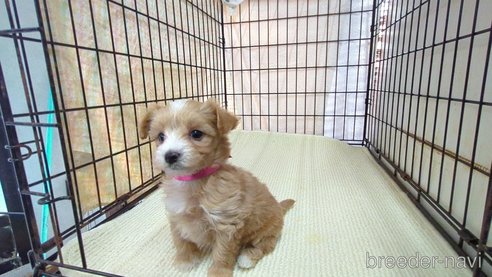 成約済の茨城県のマルプー:マルチーズ×トイプードル-358691の2枚目