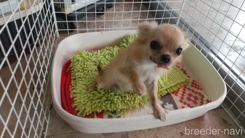 成約済の愛知県のチワワ(ロングコート)-320983の6枚目