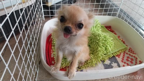 成約済の愛知県のチワワ(ロングコート)-320983の5枚目