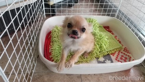 成約済の愛知県のチワワ(ロングコート)-320983の3枚目