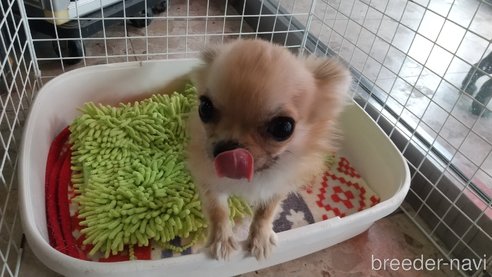 成約済の愛知県のチワワ(ロングコート)-320983の2枚目