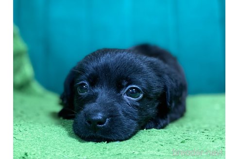 成約済の茨城県のラブラドールレトリーバー-361134の3枚目