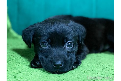 成約済の茨城県のラブラドールレトリーバー-361134の4枚目