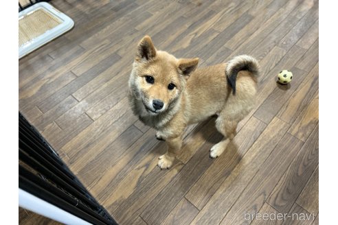 成約済の栃木県の柴犬-343749の4枚目