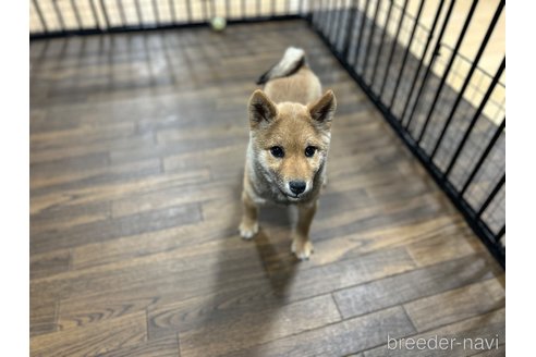成約済の栃木県の柴犬-343749の3枚目