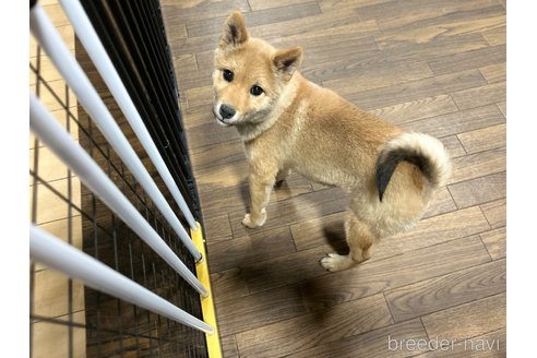 成約済の栃木県の柴犬-343749の2枚目